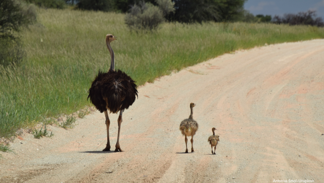 Ostrich mom